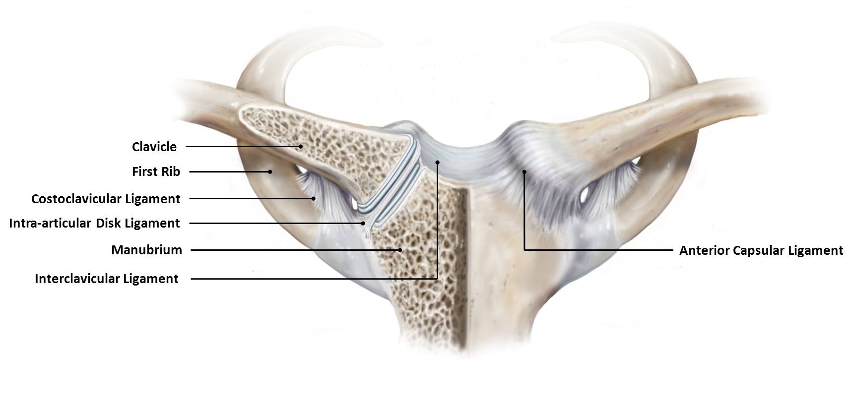 SC Joint Doctor | Sternoclavicular Joint | Colorado and Surgery | Colorado
