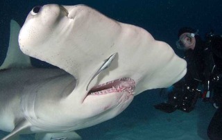 Matt Simi Diving with Hammer Head Shark