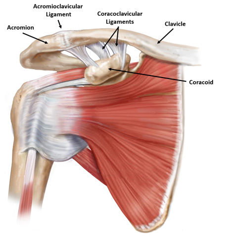 acromioclavicular joint