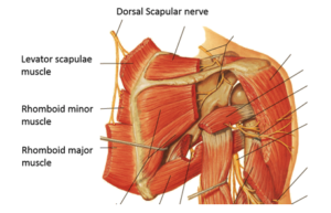 Dorsal Scapular Nerve