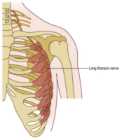 Winged Scapula | Long Thoracic Nerve | Colorado and Surgery | Colorado