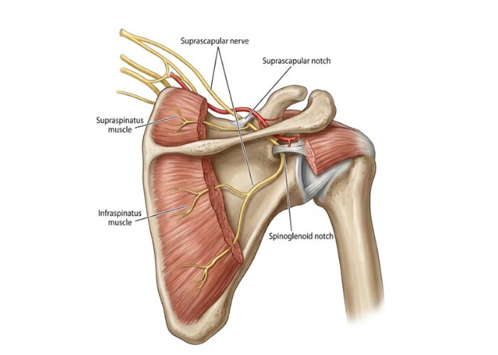 Suprascapular Nerve Release